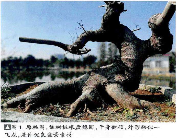 图解 朴树盆景《龙行天下》的11个改作步骤