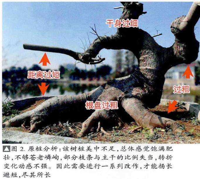 图解 朴树盆景《龙行天下》的11个改作步骤