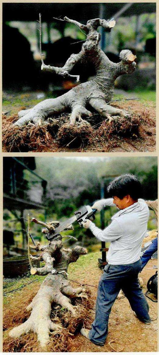 图解 朴树盆景《龙行天下》的11个改作步骤