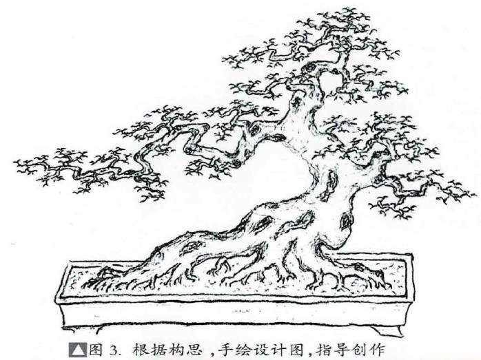 图解 朴树盆景《龙行天下》的11个改作步骤