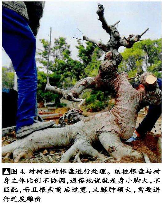 图解 朴树盆景《龙行天下》的11个改作步骤