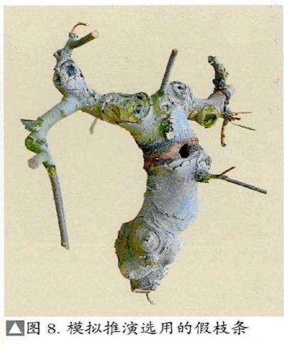 图解 朴树盆景《龙行天下》的11个改作步骤