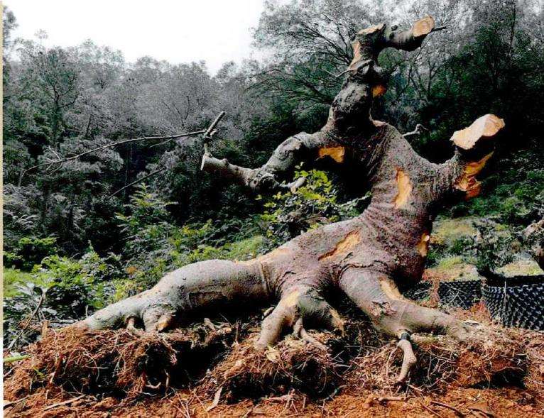 图解 朴树盆景《龙行天下》的11个改作步骤