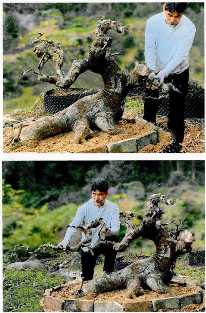 图解 朴树盆景《龙行天下》的11个改作步骤