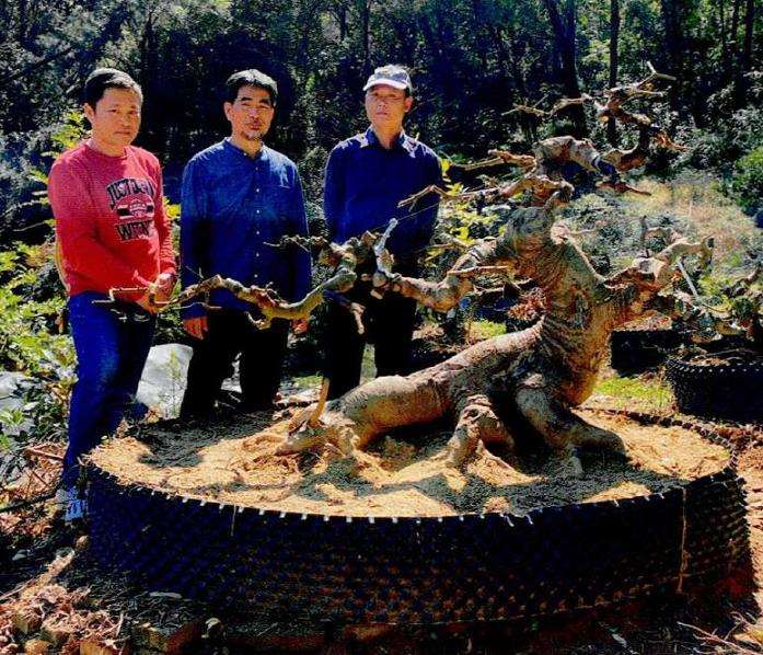 图解 朴树盆景《龙行天下》的11个改作步骤