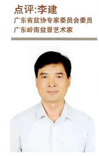 图解 朴树盆景《龙行天下》的11个改作步骤