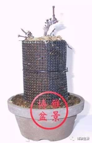 图解 盆景怎么高压造型的21个步骤
