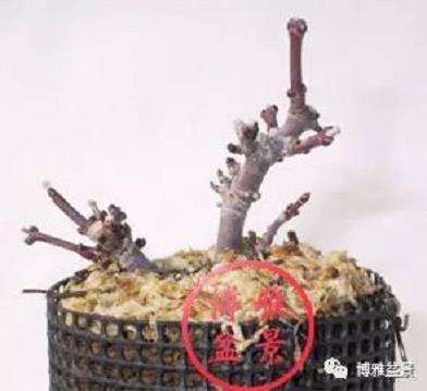 图解 盆景怎么高压造型的21个步骤