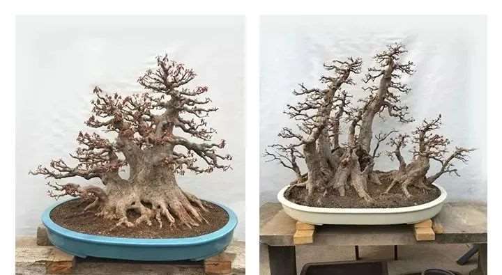 三角枫盆景怎么制作养护的11个要点