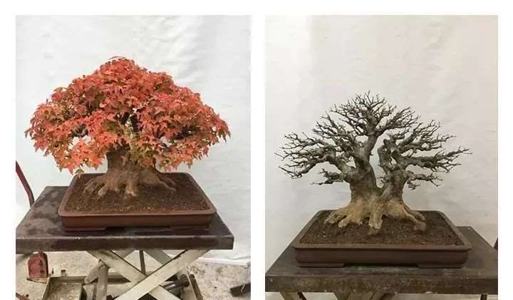 三角枫盆景怎么制作养护的11个要点