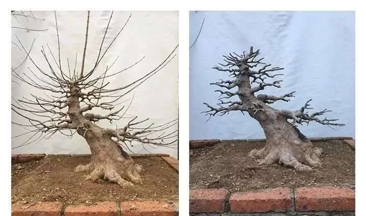 三角枫盆景怎么制作养护的11个要点