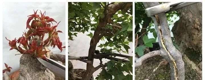 三角枫盆景怎么制作养护的11个要点