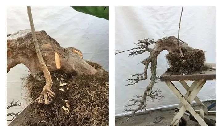 三角枫盆景怎么制作养护的11个要点