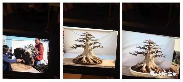 三角枫盆景怎么制作养护的11个要点