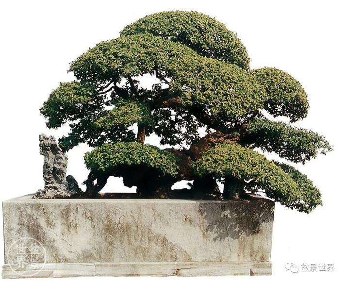 图解 雀梅王盆景怎么改作的13个步骤