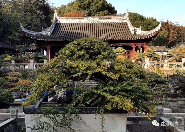 图解 雀梅王盆景怎么改作的13个步骤