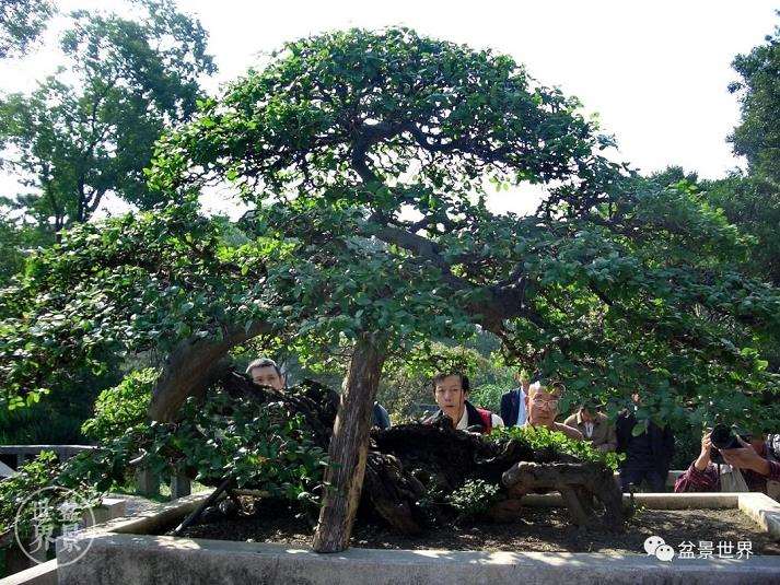 图解 雀梅王盆景怎么改作的13个步骤