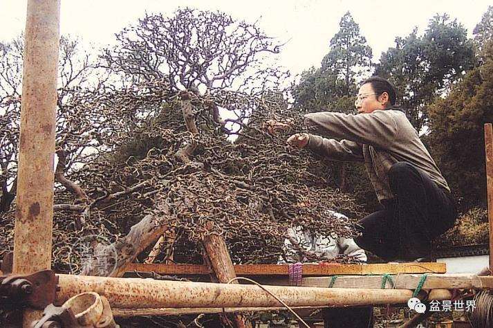 图解 雀梅王盆景怎么改作的13个步骤