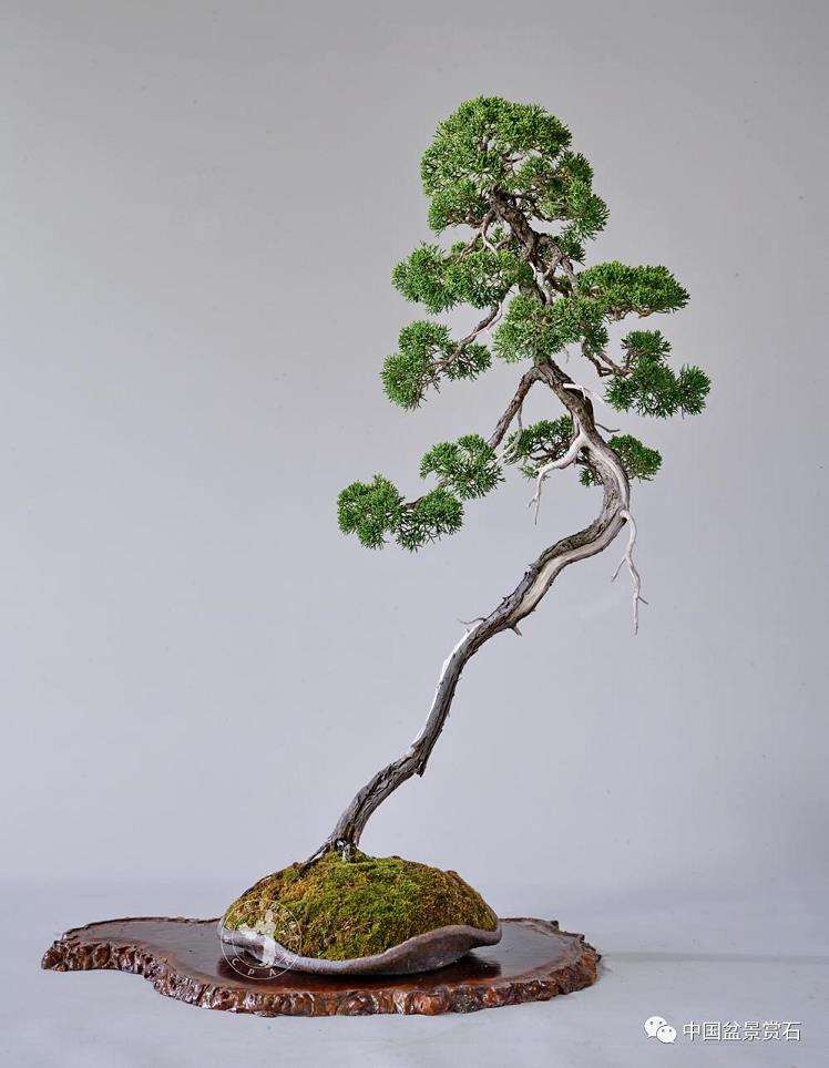 汪传龙读赵庆泉文人树盆景