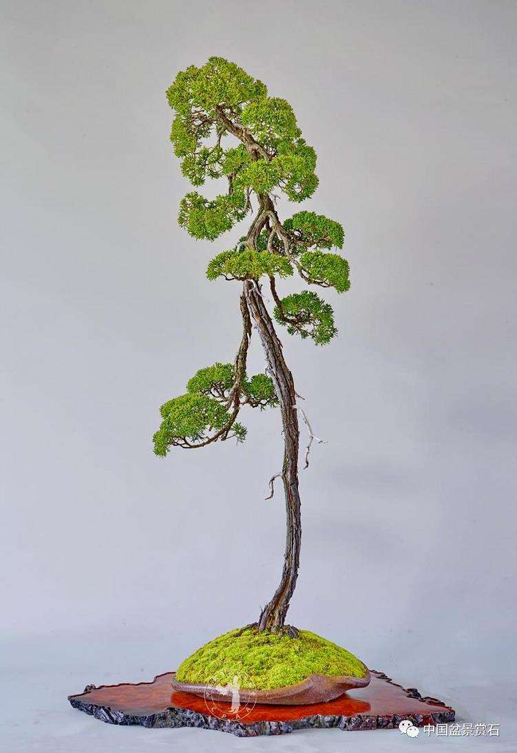 汪传龙读赵庆泉文人树盆景