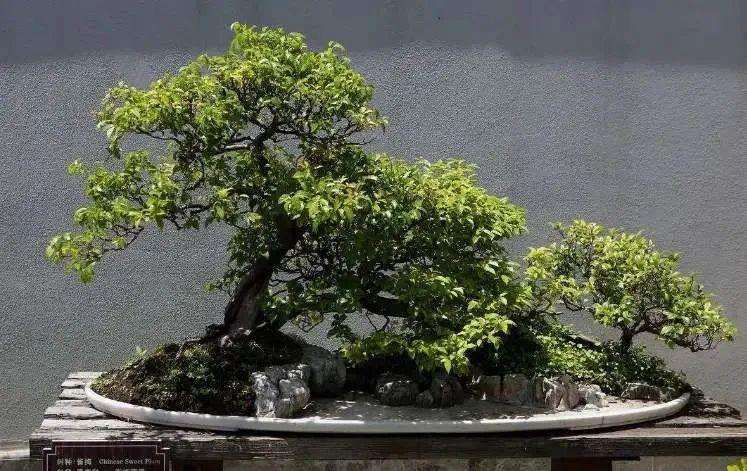 雀梅盆景发芽不到位的3个原因是什么