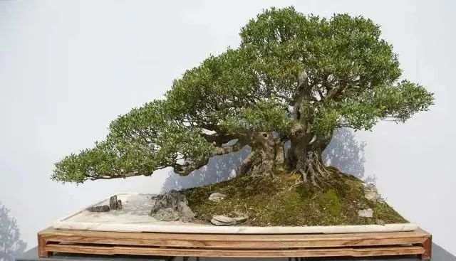 雀梅盆景发芽不到位的3个原因是什么