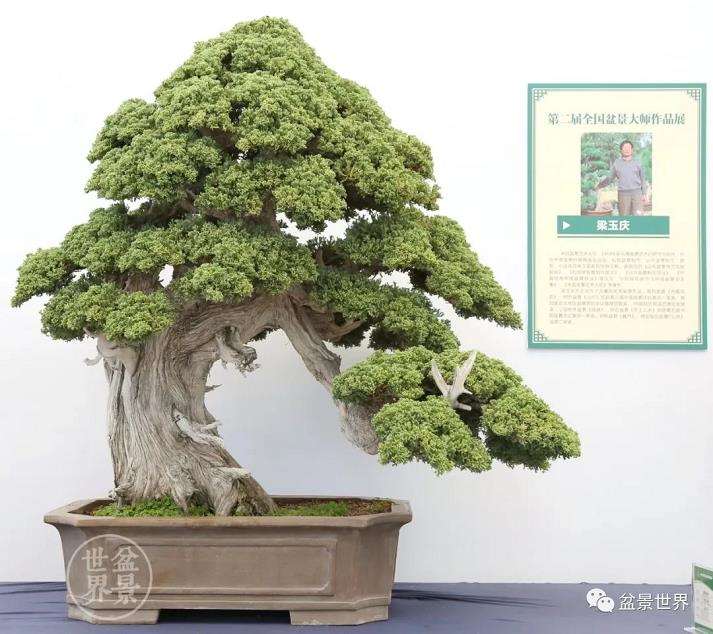 山东盆景的代表和领军人物 梁玉庆