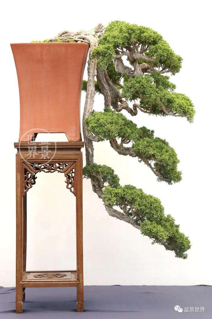 山东盆景的代表和领军人物 梁玉庆