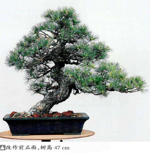 图解 五针松盆景怎么处理树瘤 重新塑形