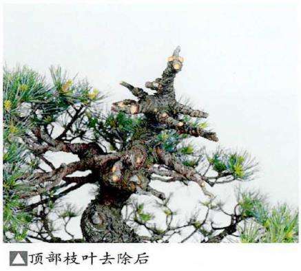 图解 五针松盆景怎么处理树瘤 重新塑形