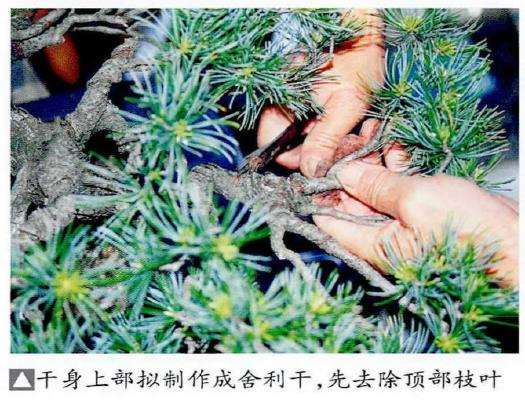 图解 五针松盆景怎么处理树瘤 重新塑形