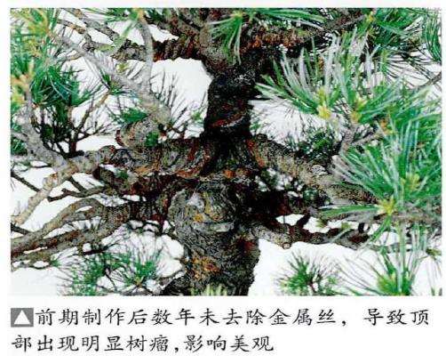 图解 五针松盆景怎么处理树瘤 重新塑形
