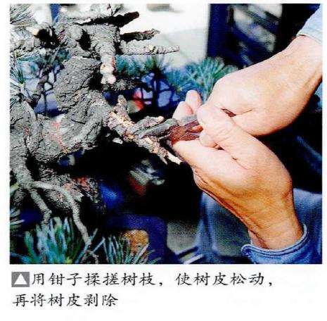 图解 五针松盆景怎么处理树瘤 重新塑形