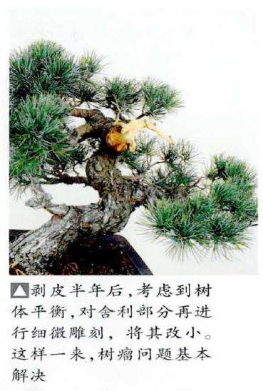 图解 五针松盆景怎么处理树瘤 重新塑形