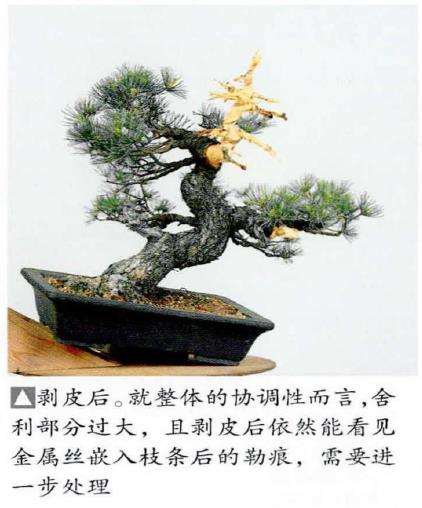 图解 五针松盆景怎么处理树瘤 重新塑形