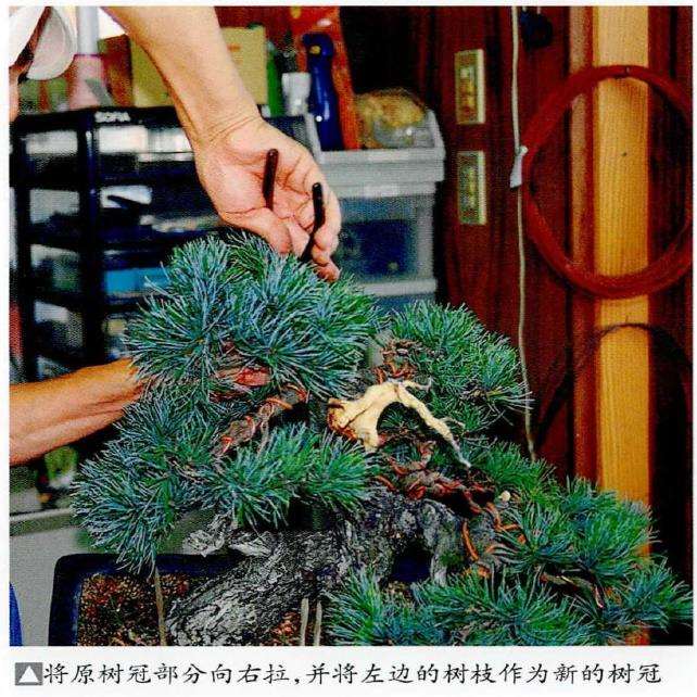 图解 五针松盆景怎么处理树瘤 重新塑形