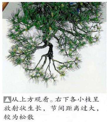 图解 五针松盆景怎么处理树瘤 重新塑形