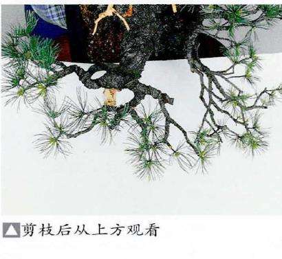 图解 五针松盆景怎么处理树瘤 重新塑形