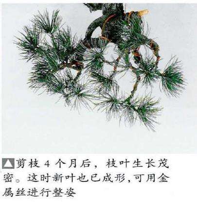 图解 五针松盆景怎么处理树瘤 重新塑形