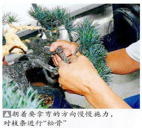 图解 五针松盆景怎么处理树瘤 重新塑形
