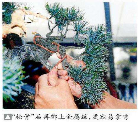 图解 五针松盆景怎么处理树瘤 重新塑形