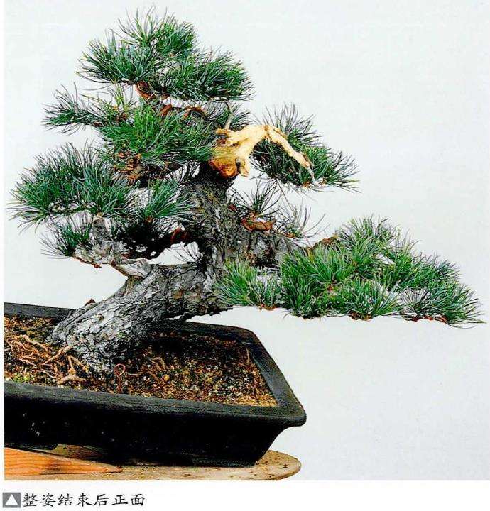 图解 五针松盆景怎么处理树瘤 重新塑形