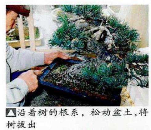 图解 五针松盆景怎么处理树瘤 重新塑形