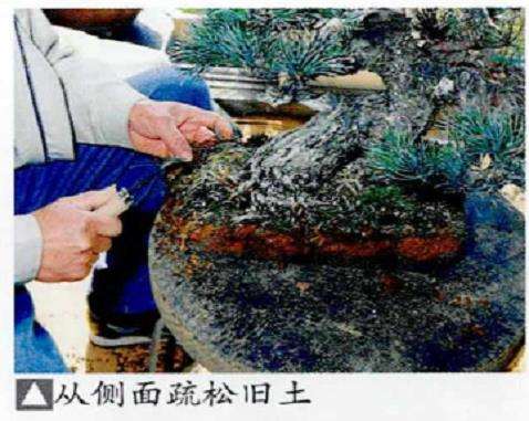 图解 五针松盆景怎么处理树瘤 重新塑形