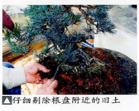 图解 五针松盆景怎么处理树瘤 重新塑形