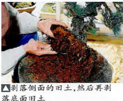 图解 五针松盆景怎么处理树瘤 重新塑形