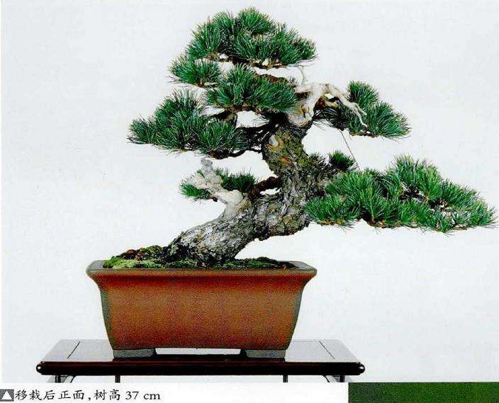 图解 五针松盆景怎么处理树瘤 重新塑形