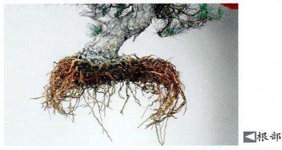 图解 五针松盆景怎么处理树瘤 重新塑形