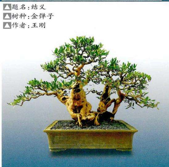 2022年 遵义国庆盆景艺术展