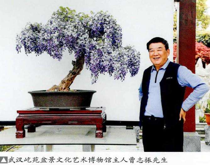 武汉屹苑盆景文化艺术博物馆主 曹志振